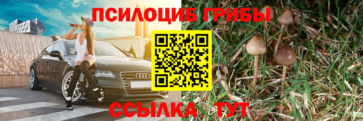 Псилоцибиновые грибы Psilocybe Краснодар